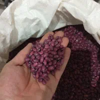 لوبیاقرمز