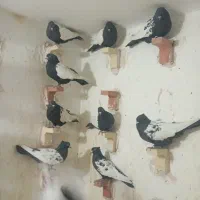 25تانرسینه سیاه|پرنده|ماهان, |دیوار