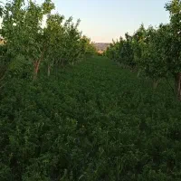 هلو|خوردنی و آشامیدنی|مشهد, طرق|دیوار