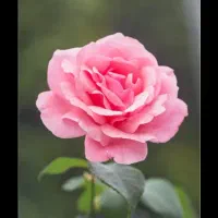 سرویس بانوان