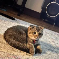 گربه اسکاتیش|گربه|اندیشه, اندیشه فاز ۱|دیوار