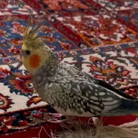 عروس هلندی|پرنده|تهران, نبی اکرم|دیوار