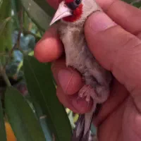 سهره|پرنده|ملارد, |دیوار