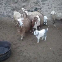 ۷راس بزجوان