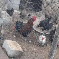 خروس و بوقلمو|حیوانات مزرعه|دزفول, |دیوار