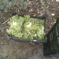 انگور عسگری|خوردنی و آشامیدنی|اصفهان, آزادگان|دیوار