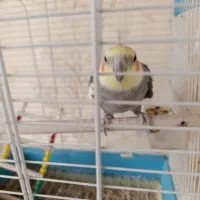 عروس هلندی خاکستری