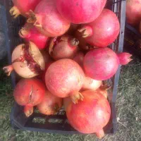 انار درجه یک ارگانیک|خوردنی و آشامیدنی|سرخنکلاته, |دیوار