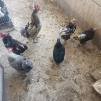 مرغ و خروس گلین و اردک  مسکویی