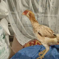 مرغ لاری اصیل