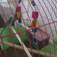 یک جفت مرغ عشق مولد