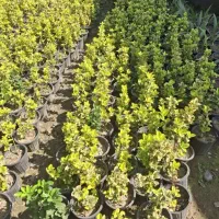 باغبانی گلکاری کاشتی گل باغچه کاری درختکاری|خدمات باغبانی و درختکاری|پردیس, فاز ۲|دیوار
