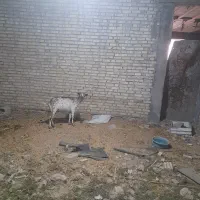 بز صلاله اهویی