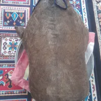 هیزه نو وزیبا|ظروف نگهدارنده، پلاستیکی، یک‌بارمصرف|کوهدشت, |دیوار