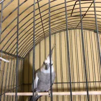 عروس هلندی وایت فیس سیلور|پرنده|بندرعباس, |دیوار