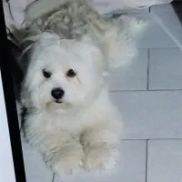 مالتیز کراس نر