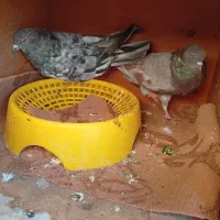 یک جفت سرور کاشانی