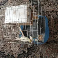 یک جفت عروس هلندی مولد کار داده با سه عدد تخم|پرنده|ری, شهادت|دیوار