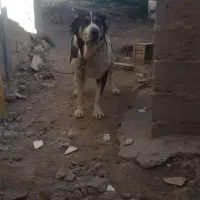 ماده سرابی اصل نصب دار گوسفندی نگهبان قد ۸۰به بالا