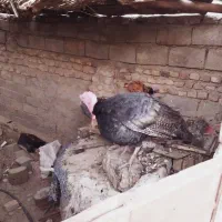 دوعدد بت نر و یک ماده|حیوانات مزرعه|تیمور آباد, |دیوار