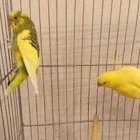 یک جفت مرغ عشق بالغ