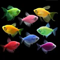 فروش انواع ماهی های تزئینی،به صورت کلی وجزئی،