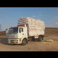 کاه گندم گاوی درشت و گوسفندی نرم موجوده|حیوانات مزرعه|مبارکه, |دیوار