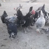 تخم مرغ گلین|حیوانات مزرعه|شهرکرد, |دیوار