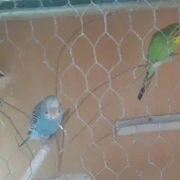 مرغ عشق زیبا