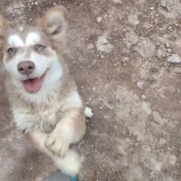 اشپیتز هاسکی|سگ|رشت, ولکس|دیوار