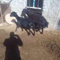 فروش‌دوراس‌بره‌ماده‌قرقزل‌افشاری‌درجه‌یک