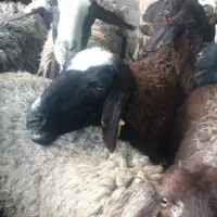 از ۱۵  تا ۶۵ کیلو  بره