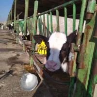 کارگر گاوداری