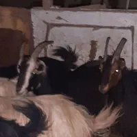 16راس بز خلج ابستن. میش. بره. بزغاله|حیوانات مزرعه|خاوران, |دیوار