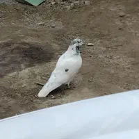 کبوتر