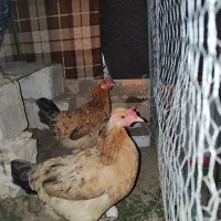 مرغ و خروس تخمگذار ،مرغ تخمگذار و جوجه هاش