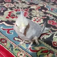 عروس ماده|پرنده|خرمشهر, |دیوار