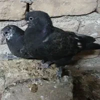 کبوتر مجانی