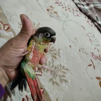 گرینچیک دستی