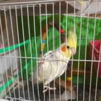 عروس هلندی نر معاوضه