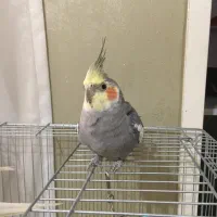 عروس هلندی نر