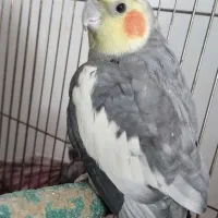 عروس هلندی نر