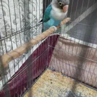 جفت طوطی برزیلی|پرنده|ارومیه, |دیوار