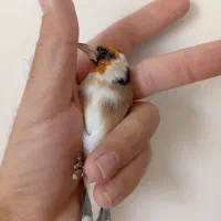 سهره نر ماده مولد وجوجه نقش|پرنده|شاهین‌شهر, حاجی آباد|دیوار