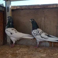 کفتر  نروماده پاکستانی|پرنده|ری, سرتخت|دیوار