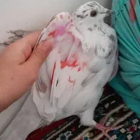 کفتر گمشده|حیوانات|رباطکریم, نوده|دیوار