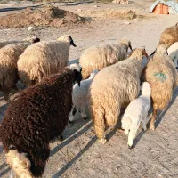 پیش و ور‌‌ک|حیوانات مزرعه|دره شهر, |دیوار