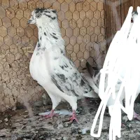 نر بور بوری دم سفید / نر پشت بادمجونی/ نر سرور