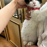 واگذاری گربه