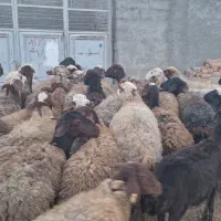 ۳۹راس گوسفند بره دار